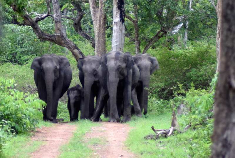 Bandipur-National-Park-Elephants.jpg
