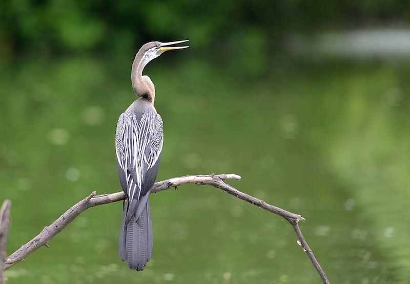 Bharatpur Bird Sanctuary.jpg
