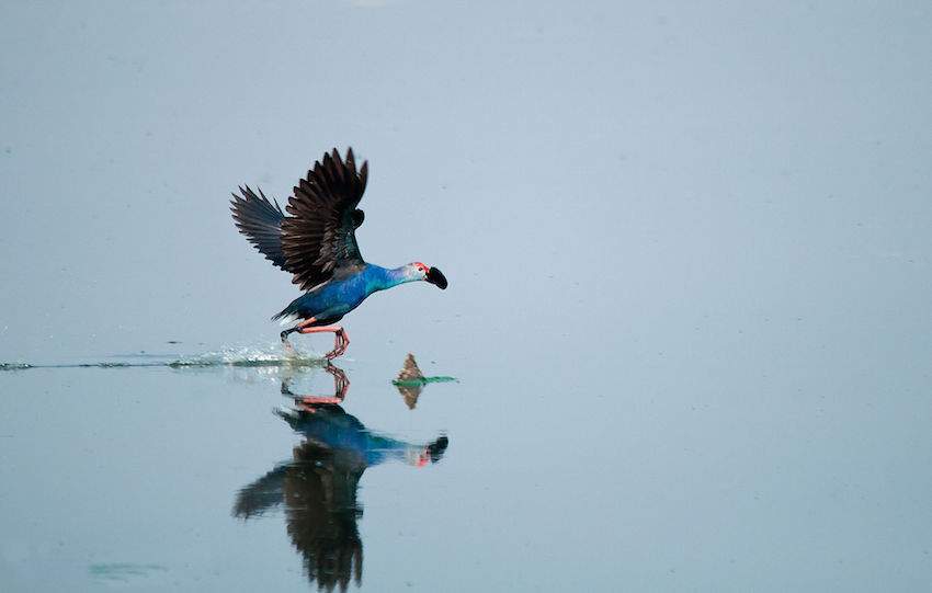 Bird in Sanjeevaiah Park.jpg