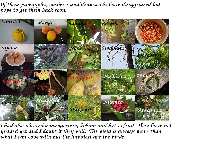 collage2.jpg