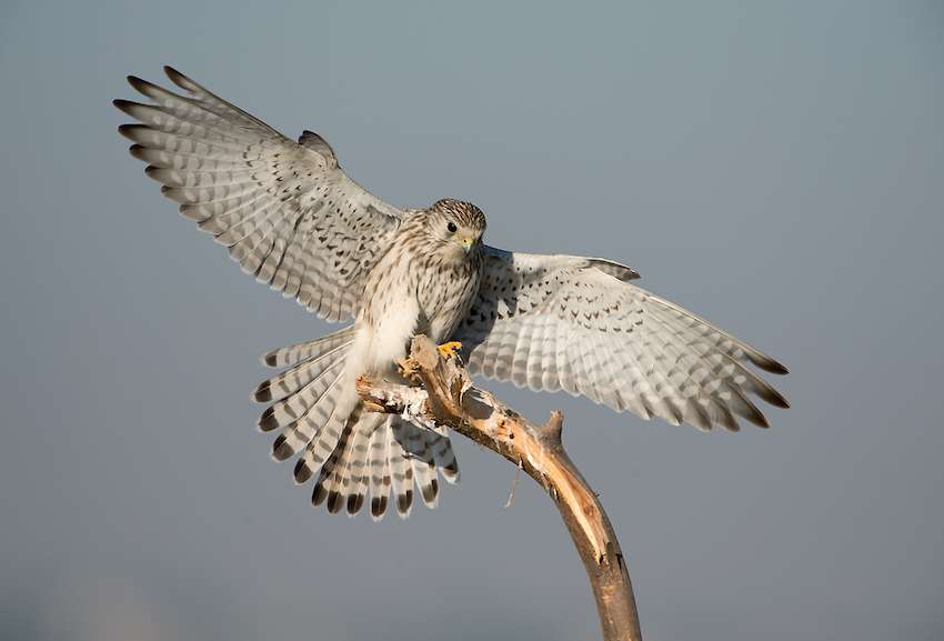 Common Kestrel in tal chappar Sanctuary.jpg