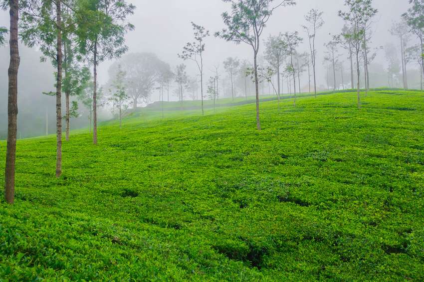 Coonoor.jpg