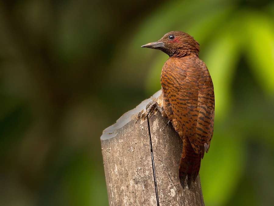 Dandeli-Wildlife-Sanctuary-Bird.jpg