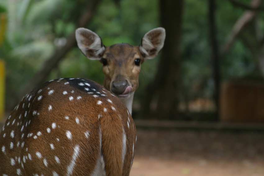 Deer-in-Guindy-National-Park.jpg
