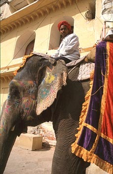 elephant ride jaipur.jpg