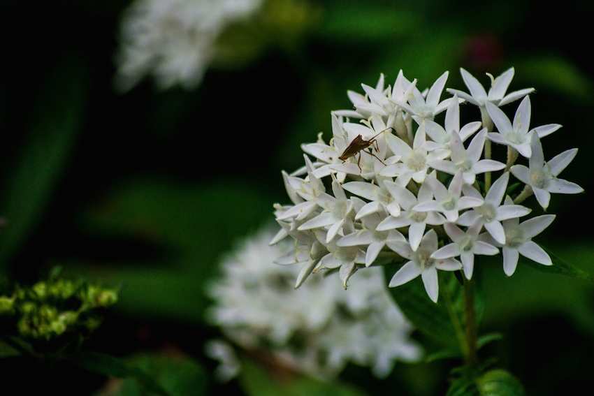 Flower-in-Semmozhi-Poonga.jpg