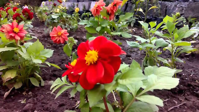 Garden-Summer-Nainital.jpg