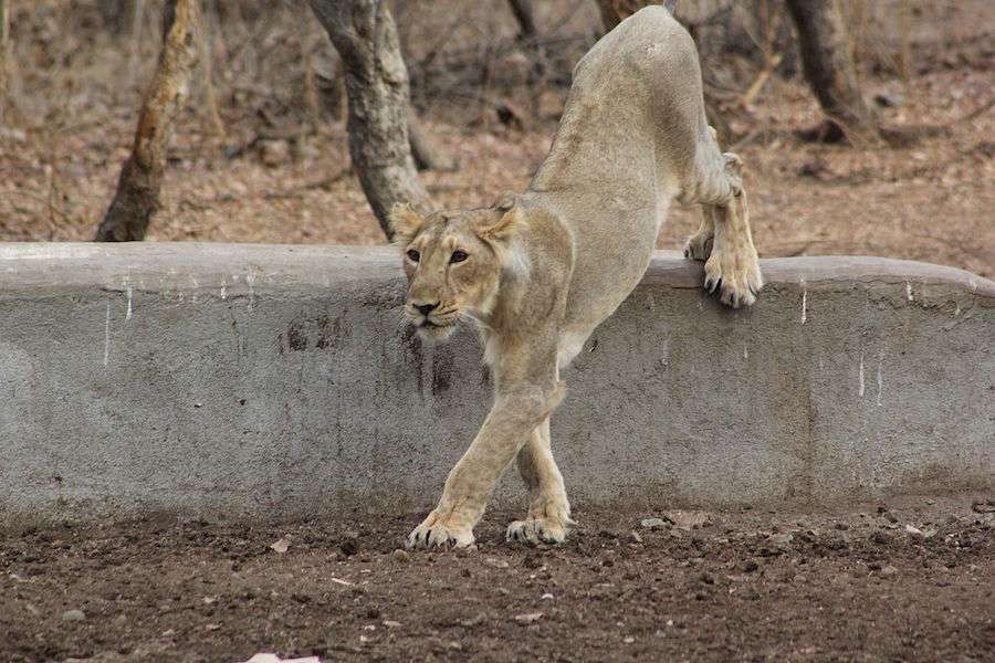 Gir-national-park-lion.jpg