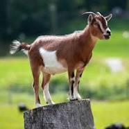 Goat.jpg