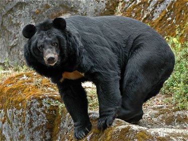 himalayan-bear.jpg