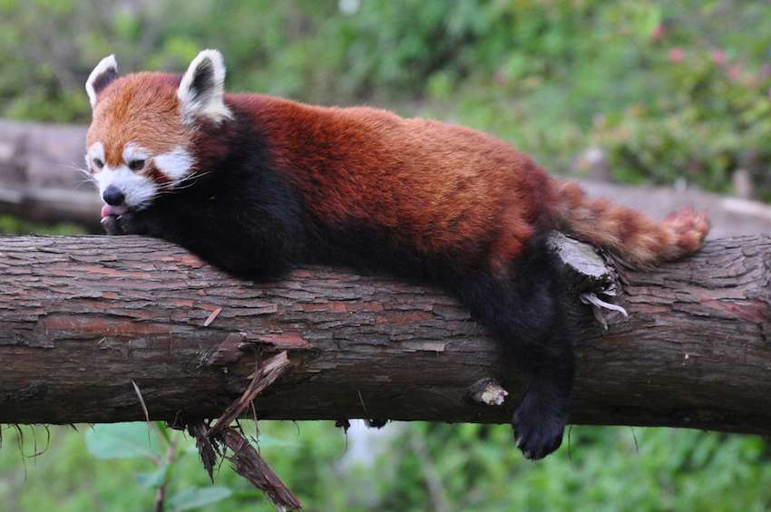 Himalayan Zoo.jpg