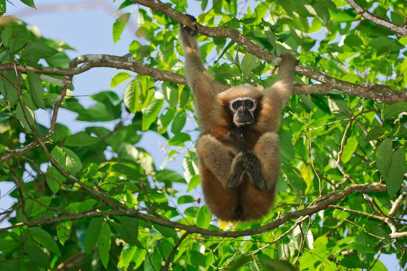 Hoolock-Gibbon-in-Hoollongapar-Gibbon-Wildlife-Sanctuary.jpg