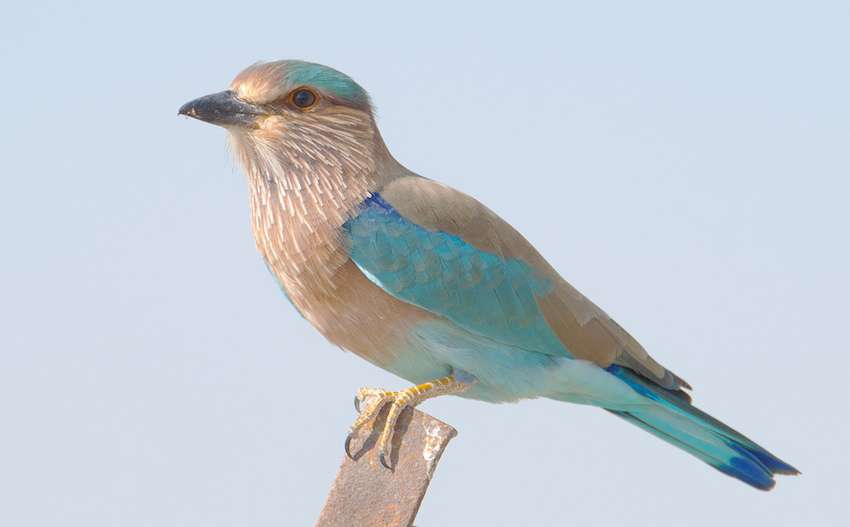 Indian Roller in talchappar Sanctuary.jpg