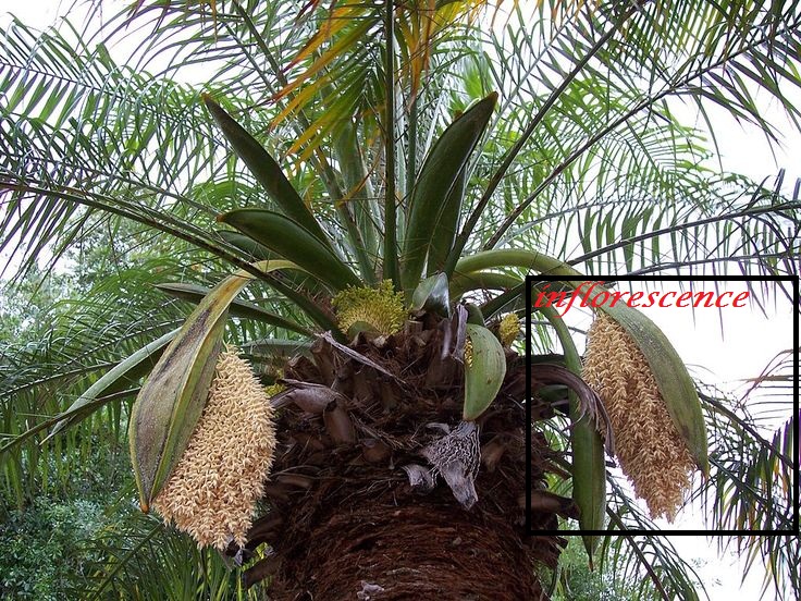 inflorescence.jpg