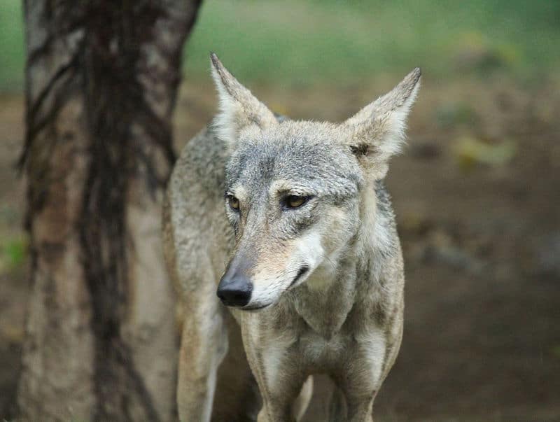 Jaipur Zoo.jpg