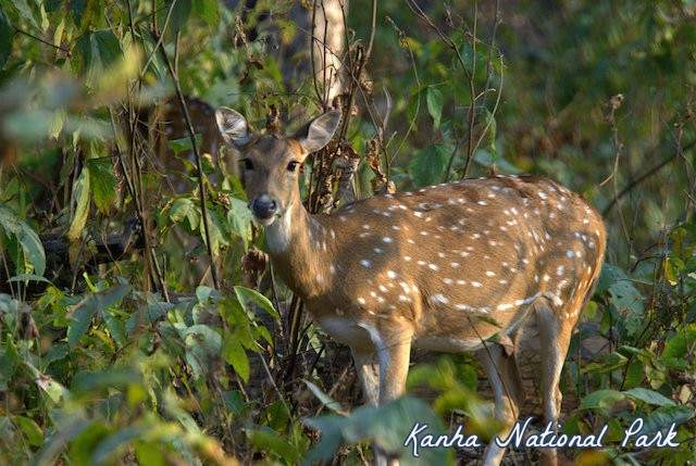 Kanha-national-park.jpg