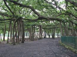 kolkottabanyantree.jpg
