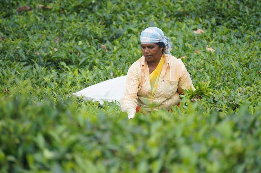 Kotagiri-Tea-Plantation.jpg