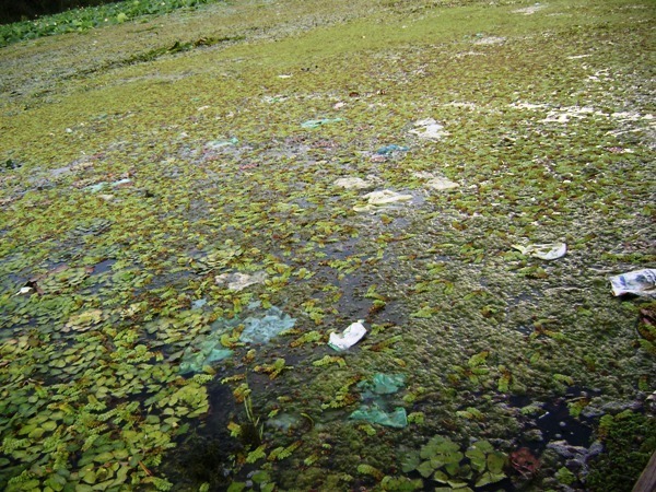 lake-cleaning-099.jpg