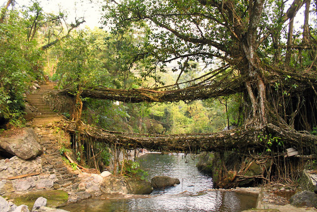 Living Root Bridges - Cherrapunjee.jpg