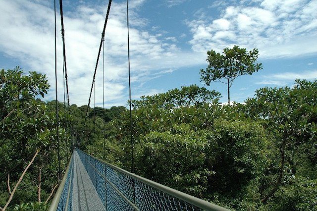 Mac Ritchie Treetop Walk in Singapore.jpg
