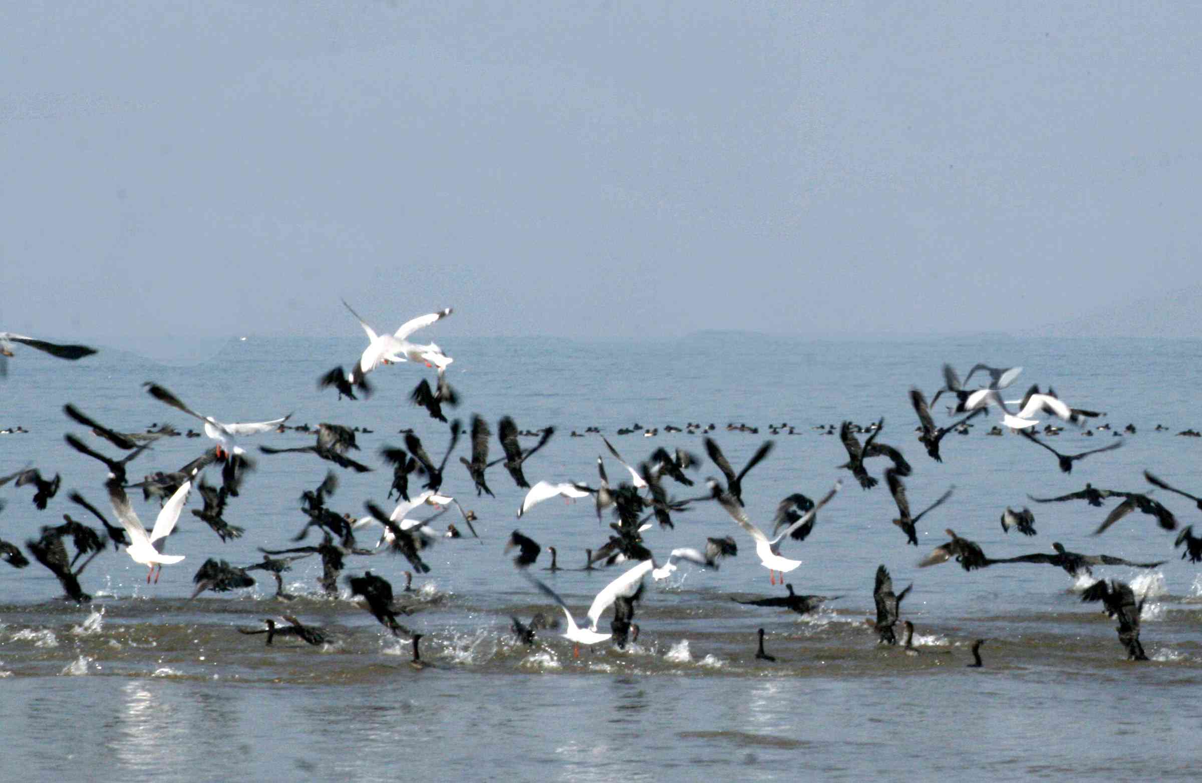 Migratory-Birds.jpg