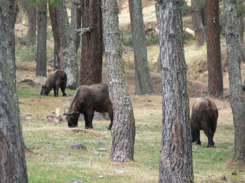 Motithang-Takin-Preserve.jpg