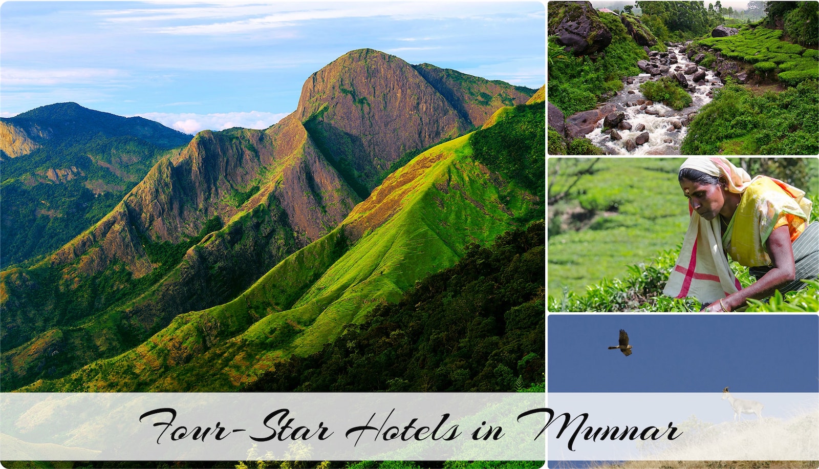 Munnar Hotels.jpg
