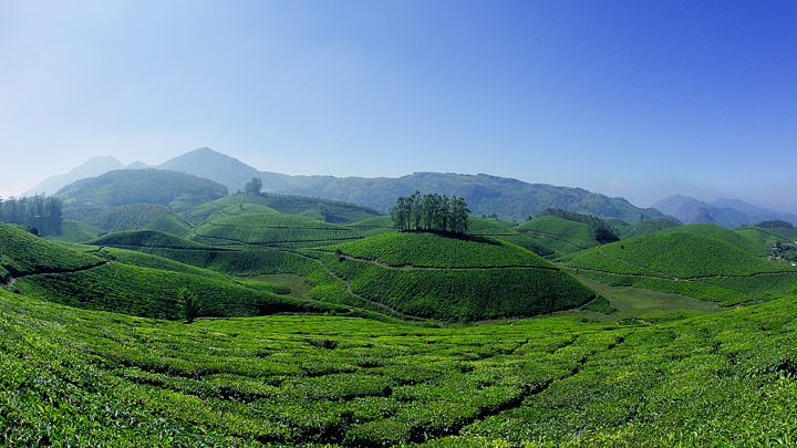 munnar in Kerala.jpg