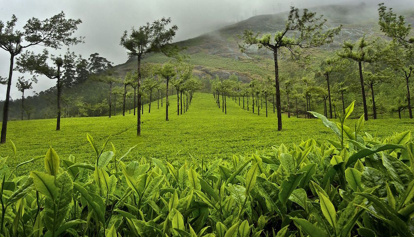 Munnar.jpg