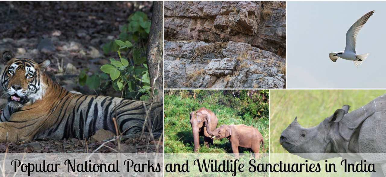 National-parks-and-wildlife-sanctuaries-in-india.jpg