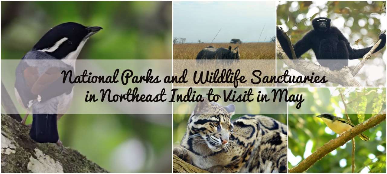 National parks and wild life sanctuaries in north east India in May | India  Travel Forum