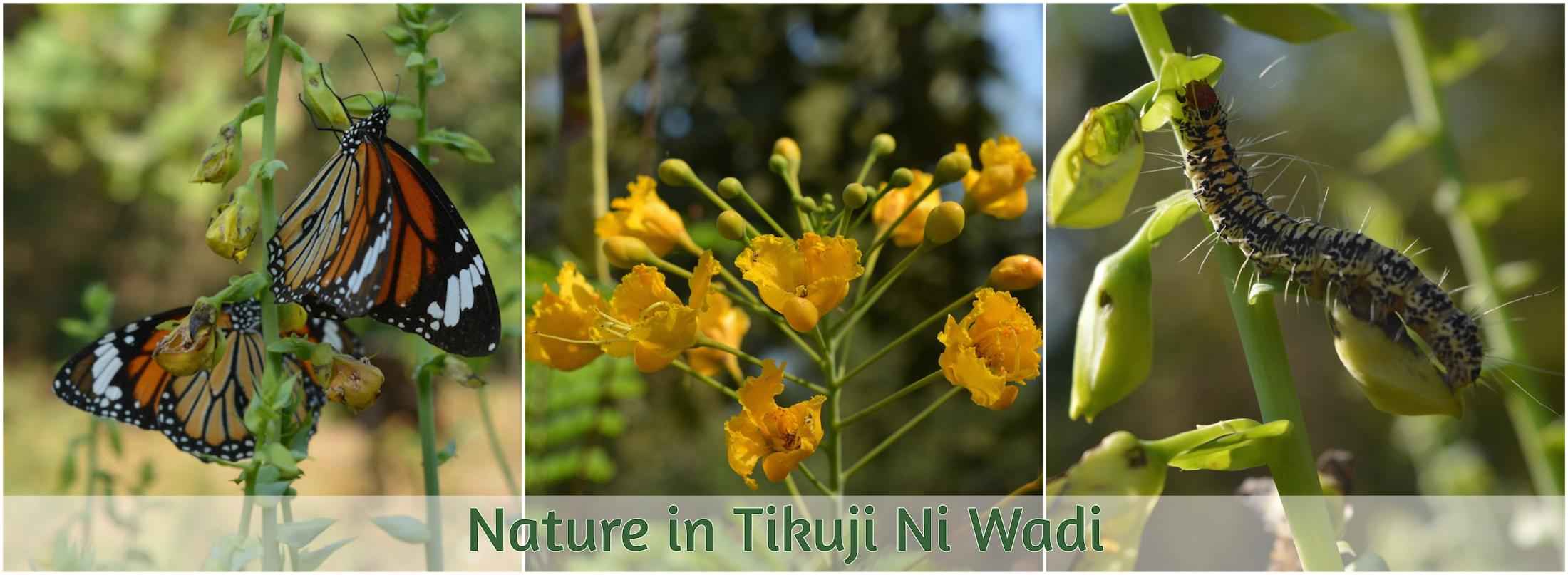 Nature-in-Tikuji-Ni-Wadi.jpg