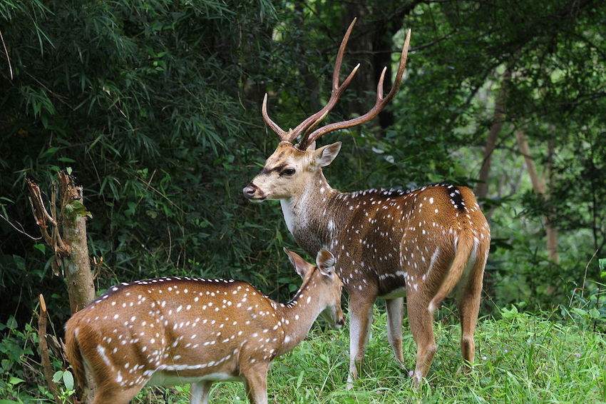 Parambikulam-Wildlife-Sanctuary.jpg