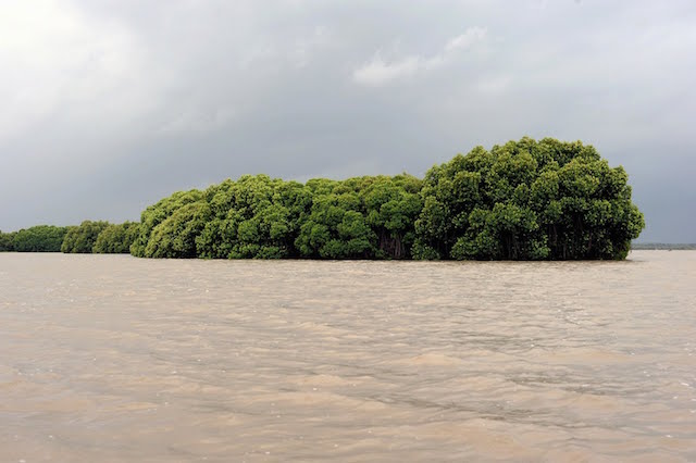 Pichavaram-Mangrove-Forests.jpg