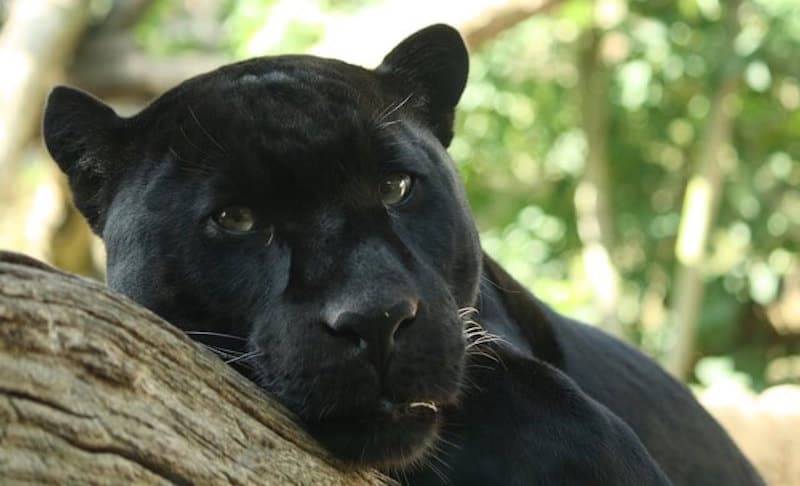 Rajaji-National-Park.jpg