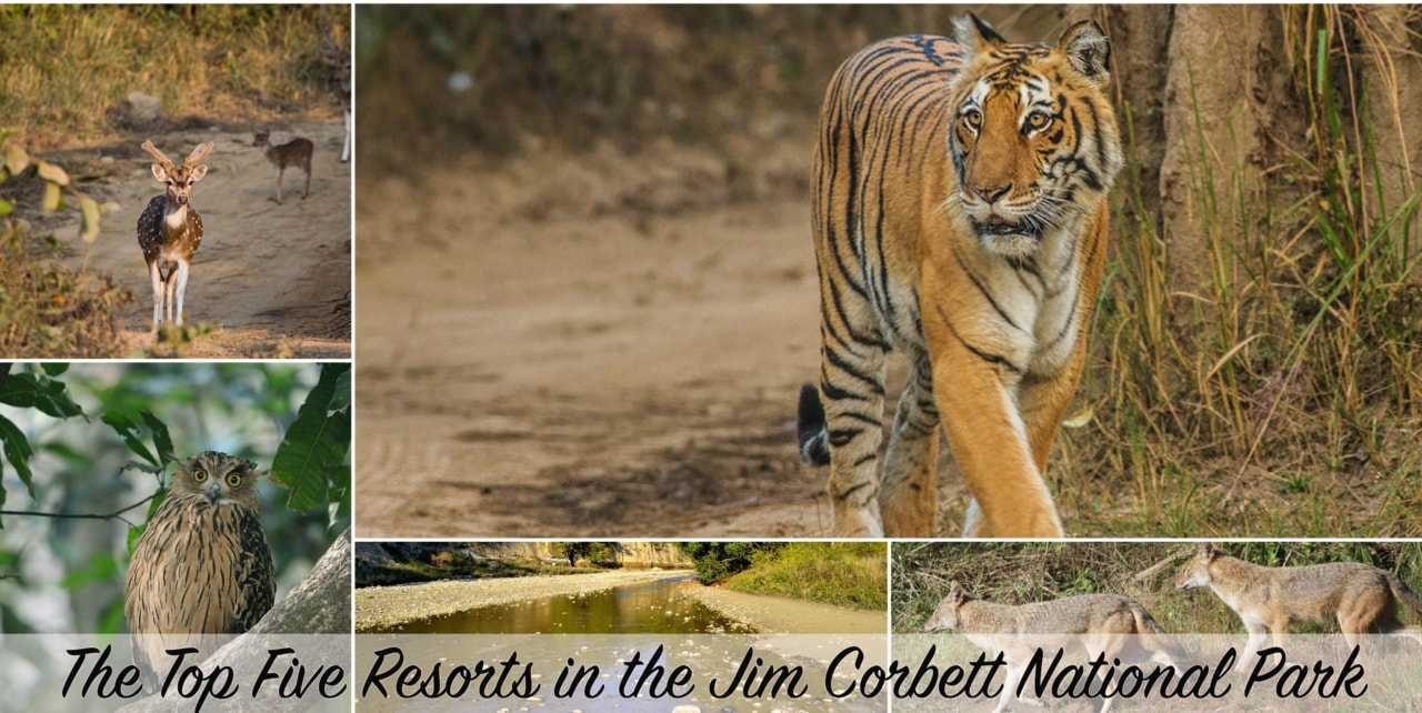 Resorts-Jim-Corbett.jpg