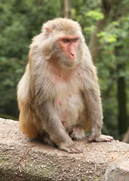 Rhesus macaque.jpg