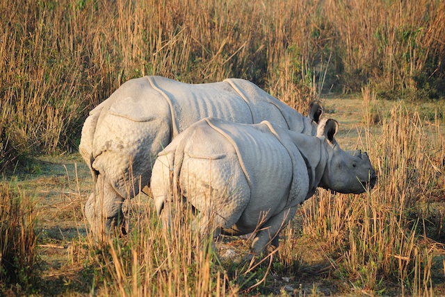 rhino-assam-kaziranga.jpg