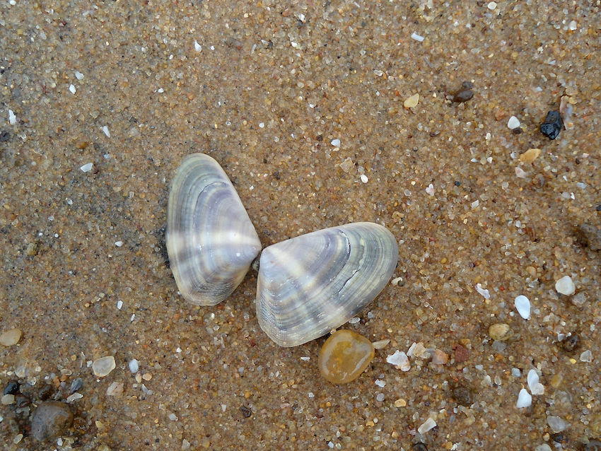 Rishikonda Beach in Visakhapatnam.jpg