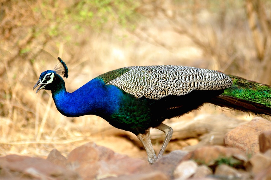 Sariska.jpg