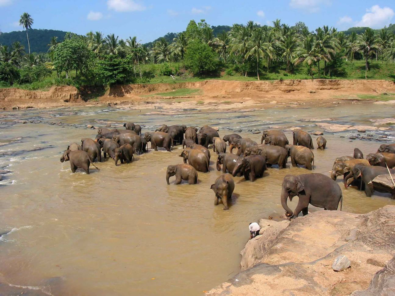 sri-lanka-elephants.jpg