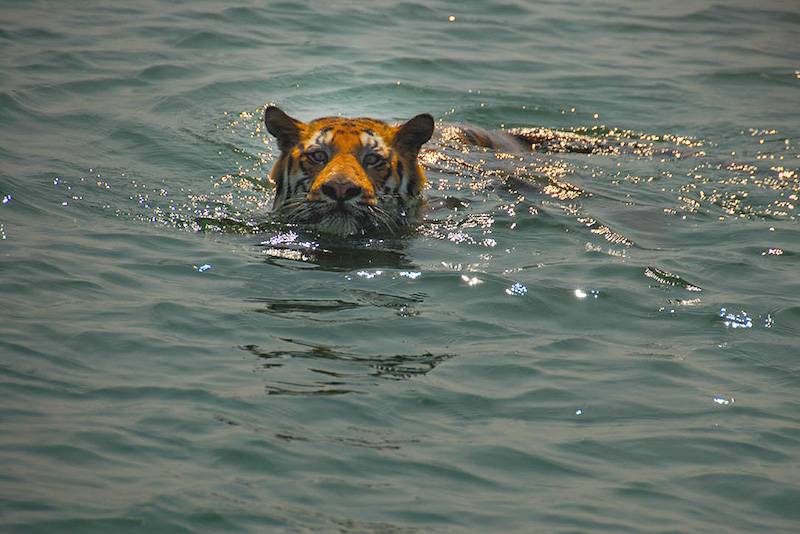 Sundarbans.jpg