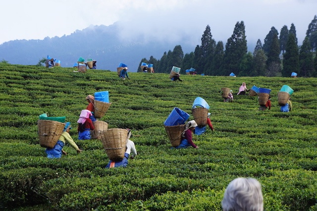 tea-gardens-assam.jpg