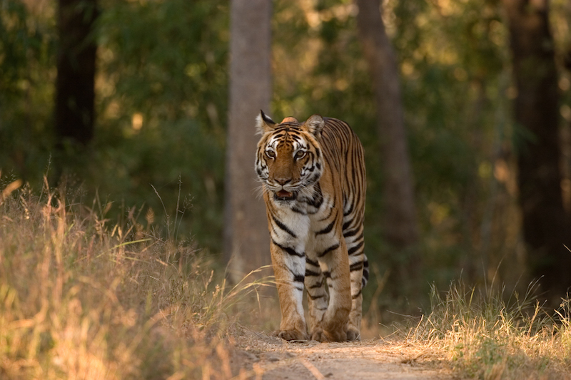 Tiger in Kanha National Park.jpg