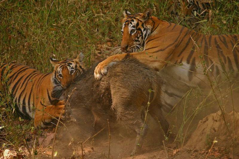 Tigers-Kanha-Tiger-Reserve.jpg