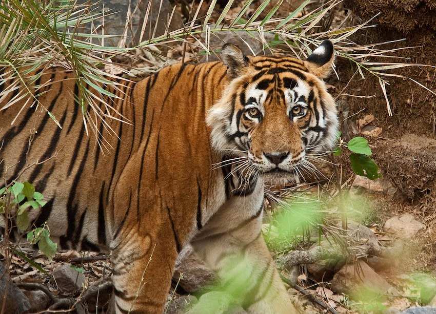 Tigress-in-Sariska-National-Park.jpg