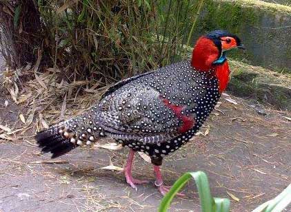 tragopan-state-bird-himachal-pradesh.jpg