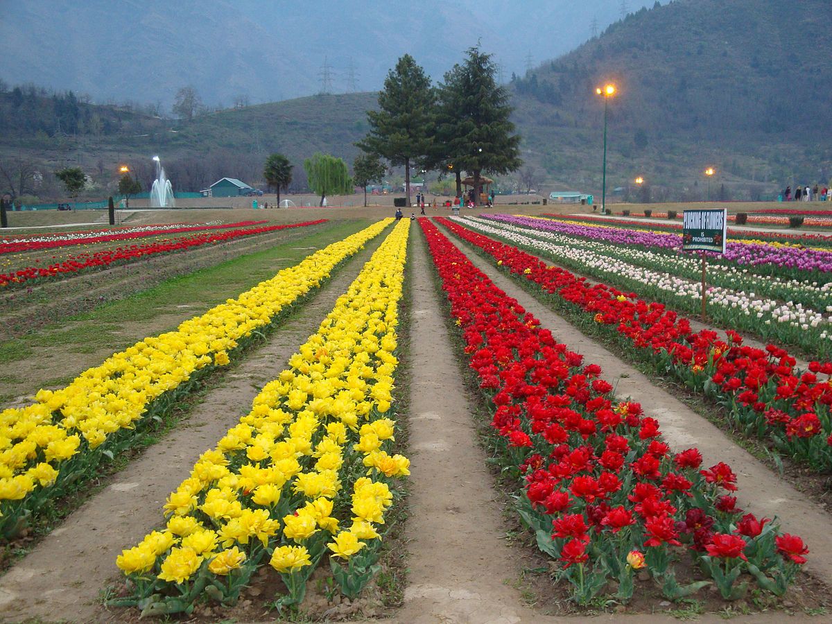 Tulip_garden,_Srinagar.jpg
