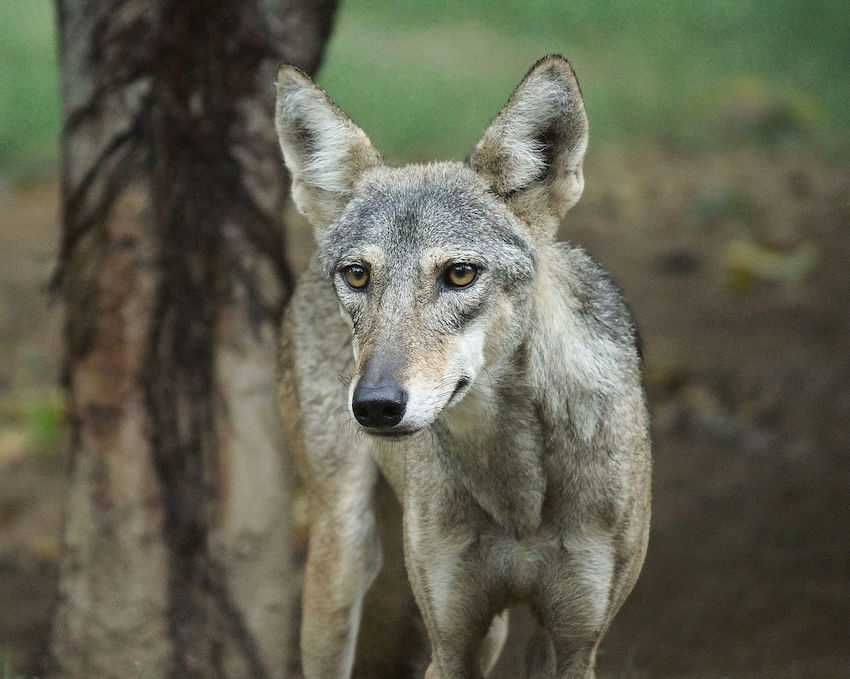 Wolf in Jaipur Zoo.jpg